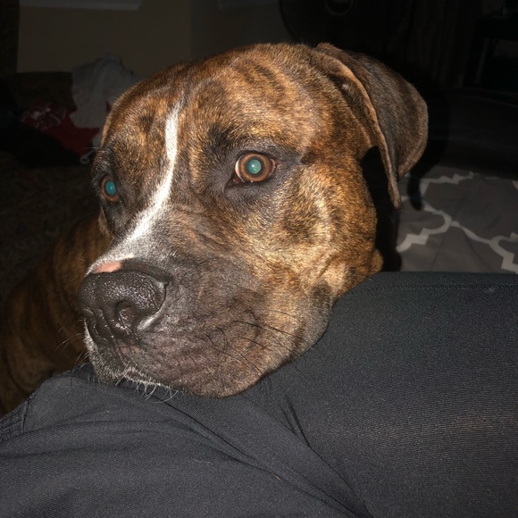 Meet your Posher, Dee - Picture 1 of 1